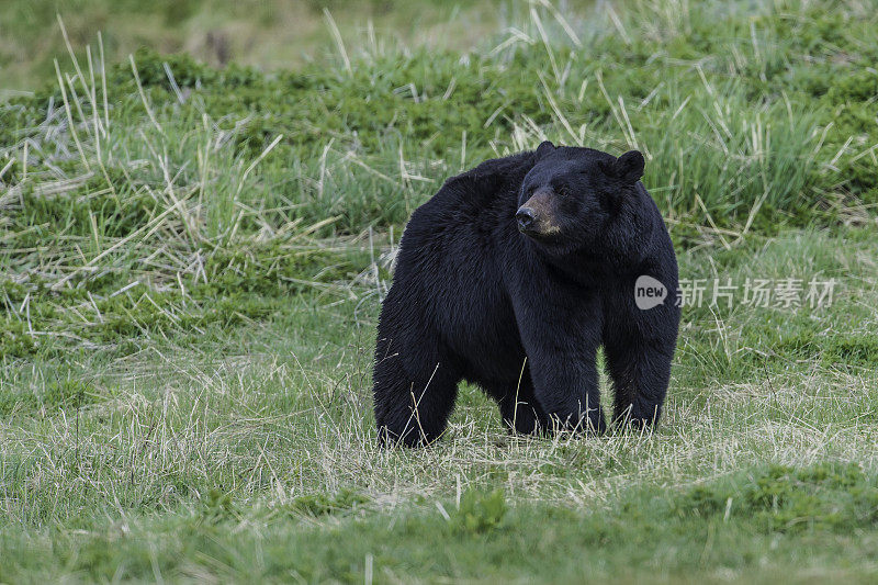 美国黑熊(Ursus americanus)是一种中等体型的熊，原产于北美，常见于黄石国家公园。男性的熊。